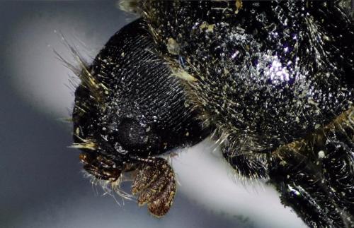 Sinoxylon muricatum